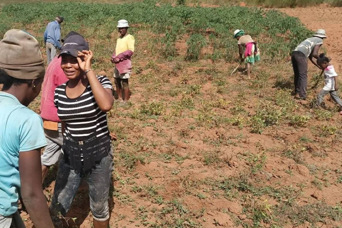 Andriamihajarimanana Sarah and five local families farm their plot in Madagascar.jpg